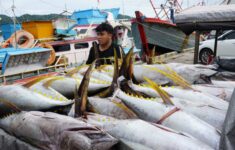 sistem pascaproduksi pit tingkatkan pnbp sda perikanan 30 di 2024