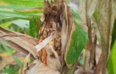 WhatsApp Image 2025 12 28 at 12.34.49 1 e1766924604857