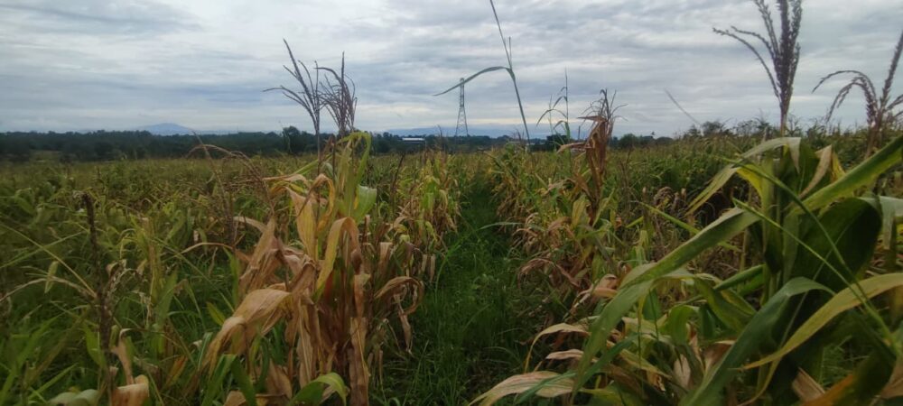 WhatsApp Image 2025 12 28 at 12.34.52 1