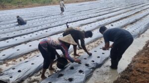 Keren! Di Desa Margasari Tigaraksa Ada Kelompok Tani Milenial 4 WhatsApp Image 2026 01 01 at 06.06.25